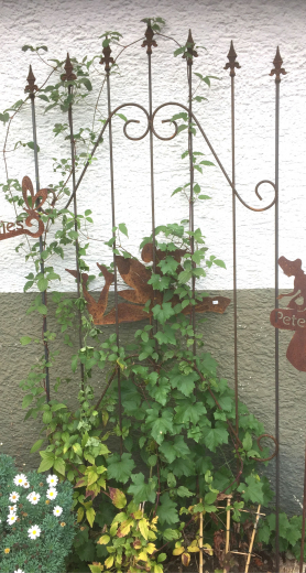 Rankgitter Breite 70, Höhe 200 cm