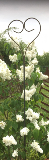 Stab (Ranke) Herz, eisen-natur